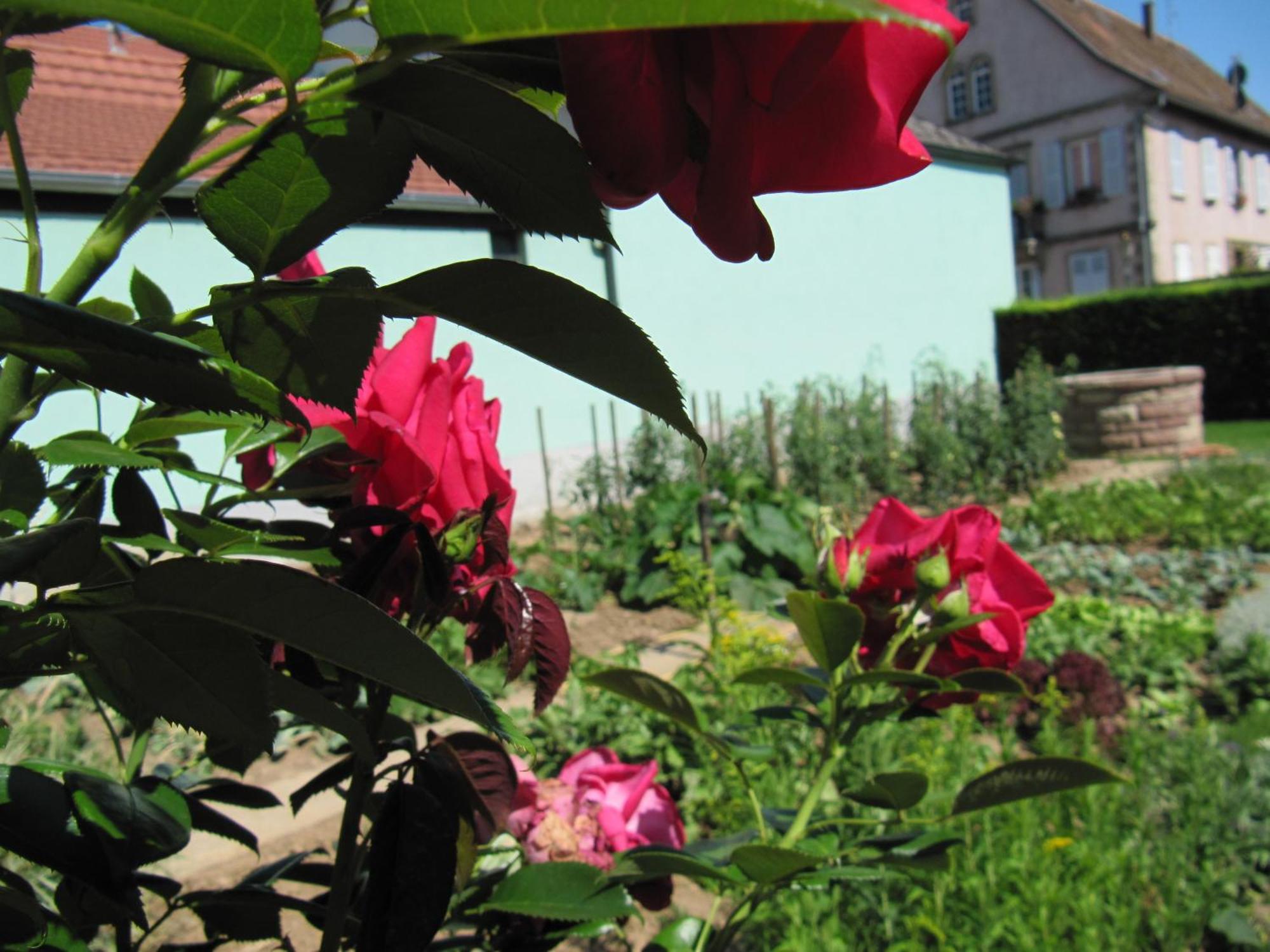 La Ferme De Louise Bed & Breakfast Hohengoeft Екстериор снимка
